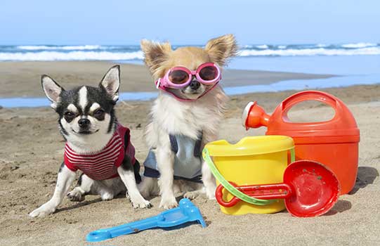 dog-beach-img