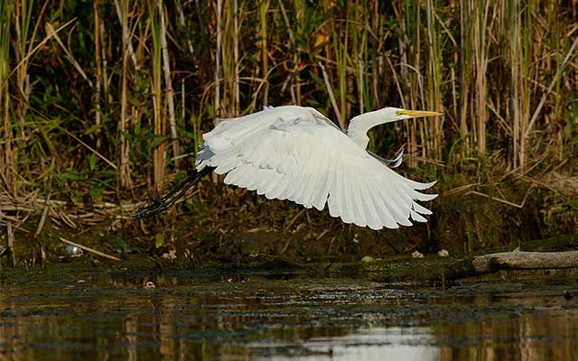 green-initiatives01-pic